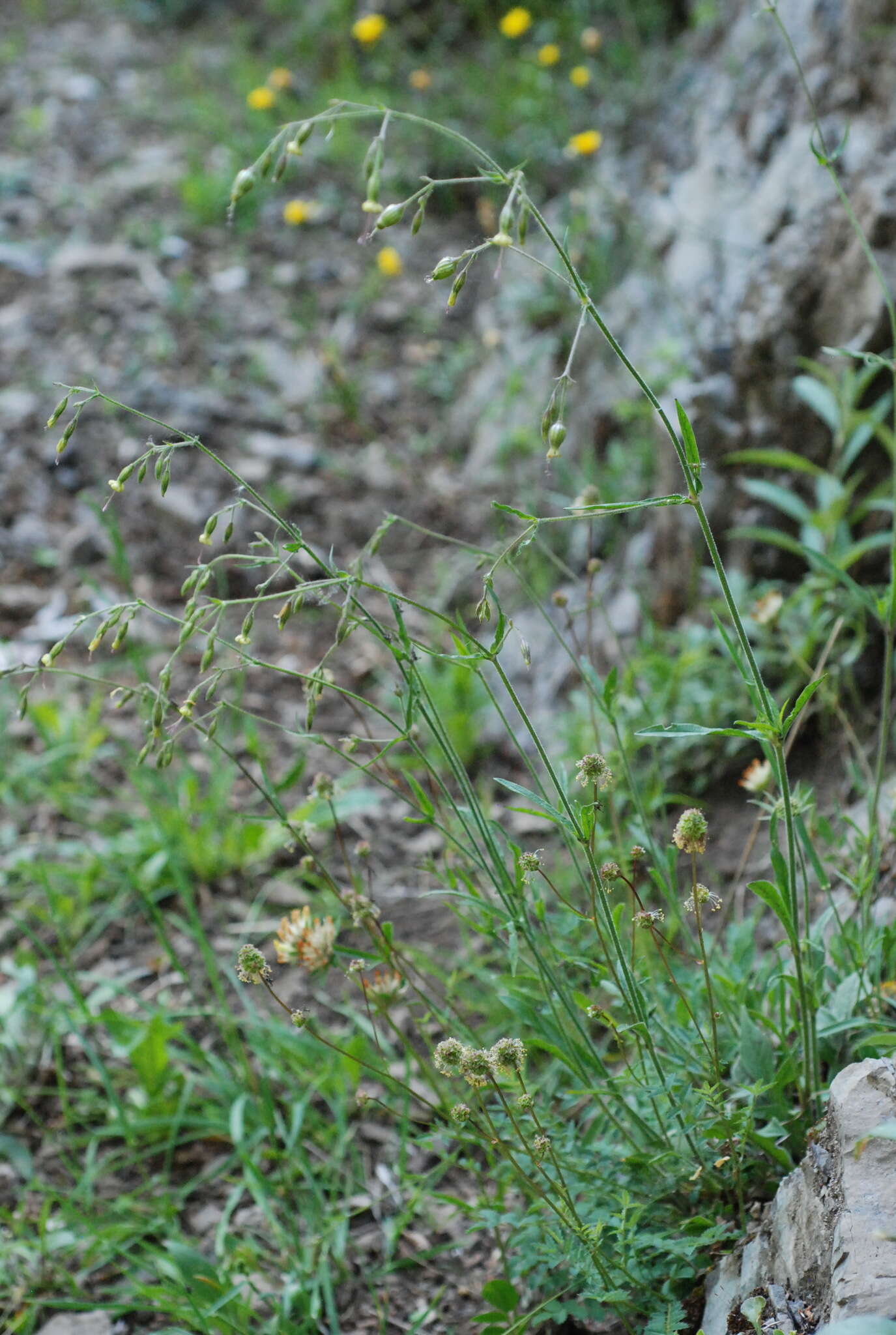 Silene nutans subsp. insubrica (Gaudin) Soldano的圖片