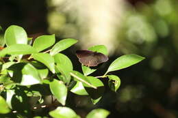 Image of <i>Arhopala bazalus turbata</i>