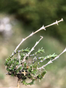 Image of Arenaria aggregata (L.) Loisel.