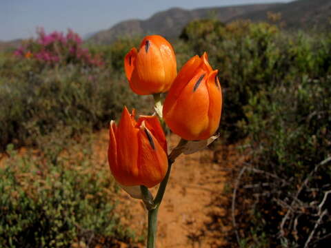 Image de Ornithogalum maculatum Jacq.