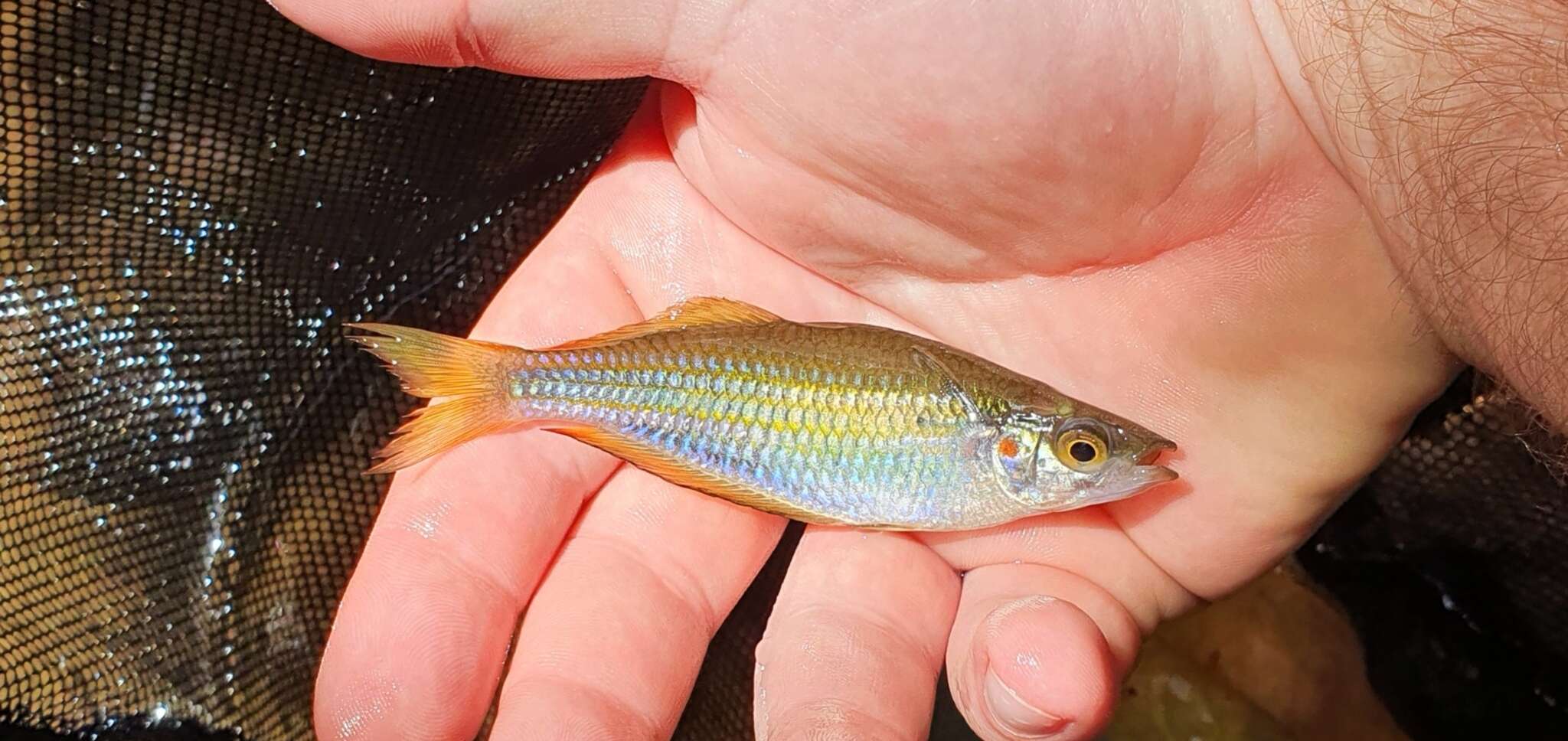 Image of Banded rainbowfish