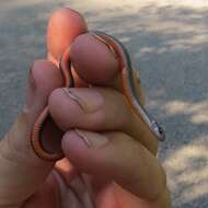 Image of Northern redbelly snake