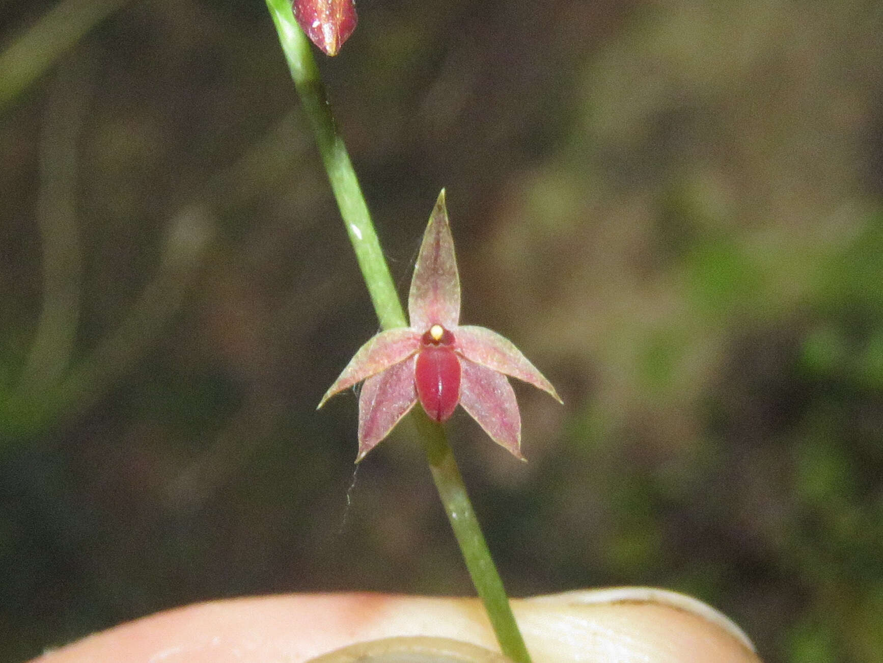 Image de Platystele consobrina Luer