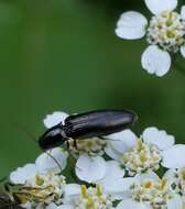 Image of <i>Oestodes tenuicollis</i>