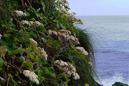 Image of Pericallis malvifolia (L'Hér.) B. Nord.