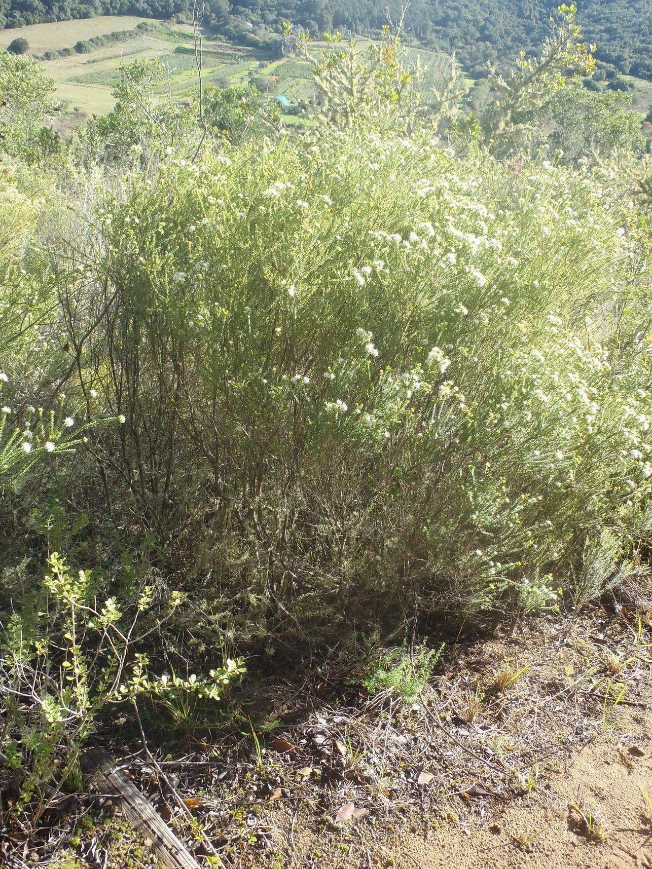 Image of Agathosma apiculata E. Mey. ex Bartl. & Wendl. fil.