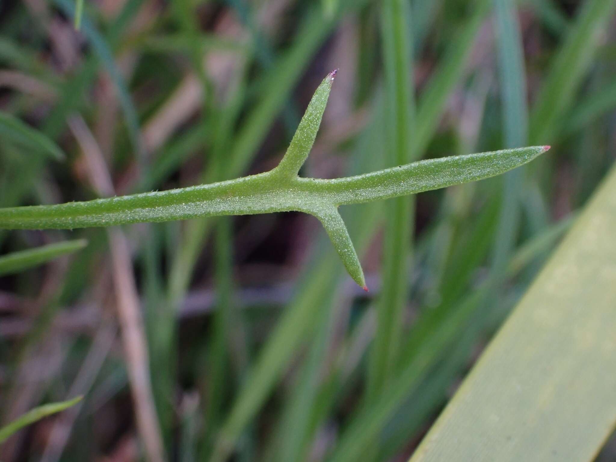 Image of Haloragis heterophylla Brongn.