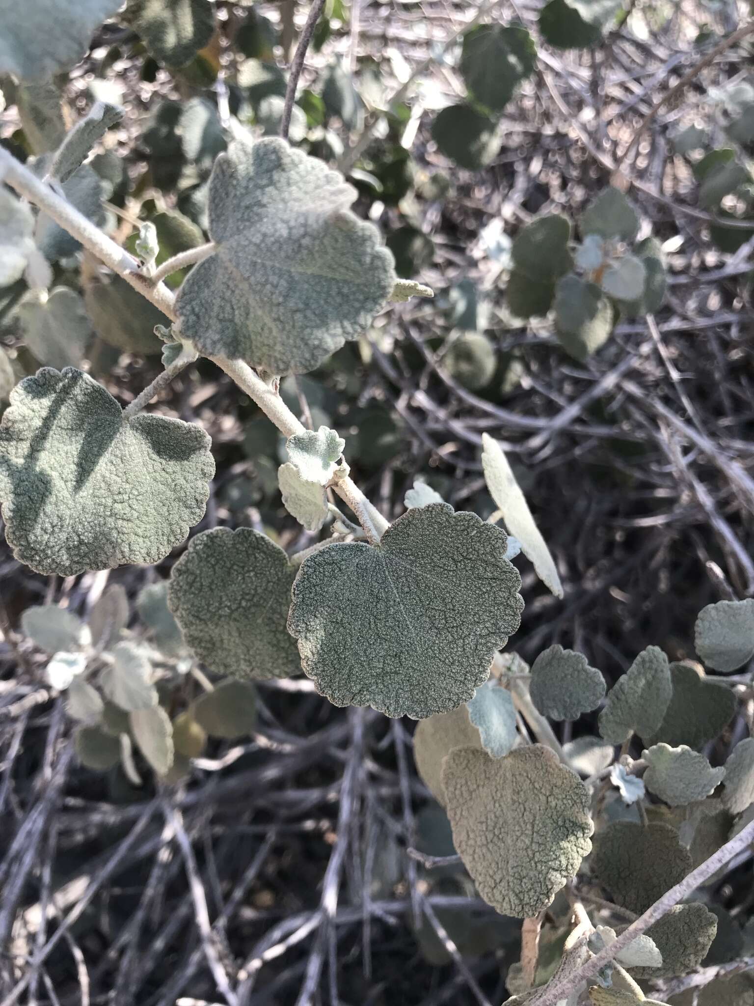 Image of slender bushmallow