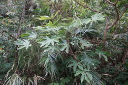 Image of Fatsia polycarpa Hayata