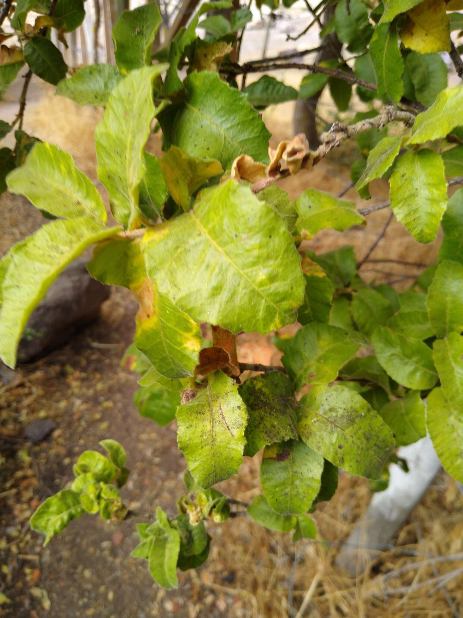 Image of Schinus latifolius (Gillies ex Lindl.) Engl.