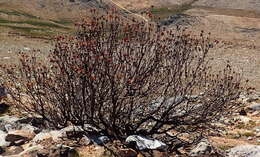 Image of water sugarbush