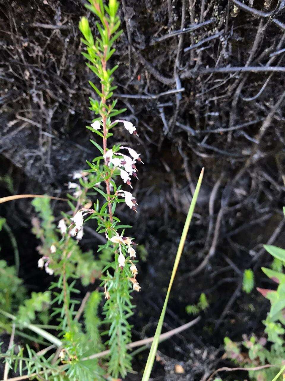 Image of Erica fuscescens (Klotzsch) E. G. H. Oliver