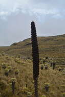 Image of Puya hamata L. B. Sm.