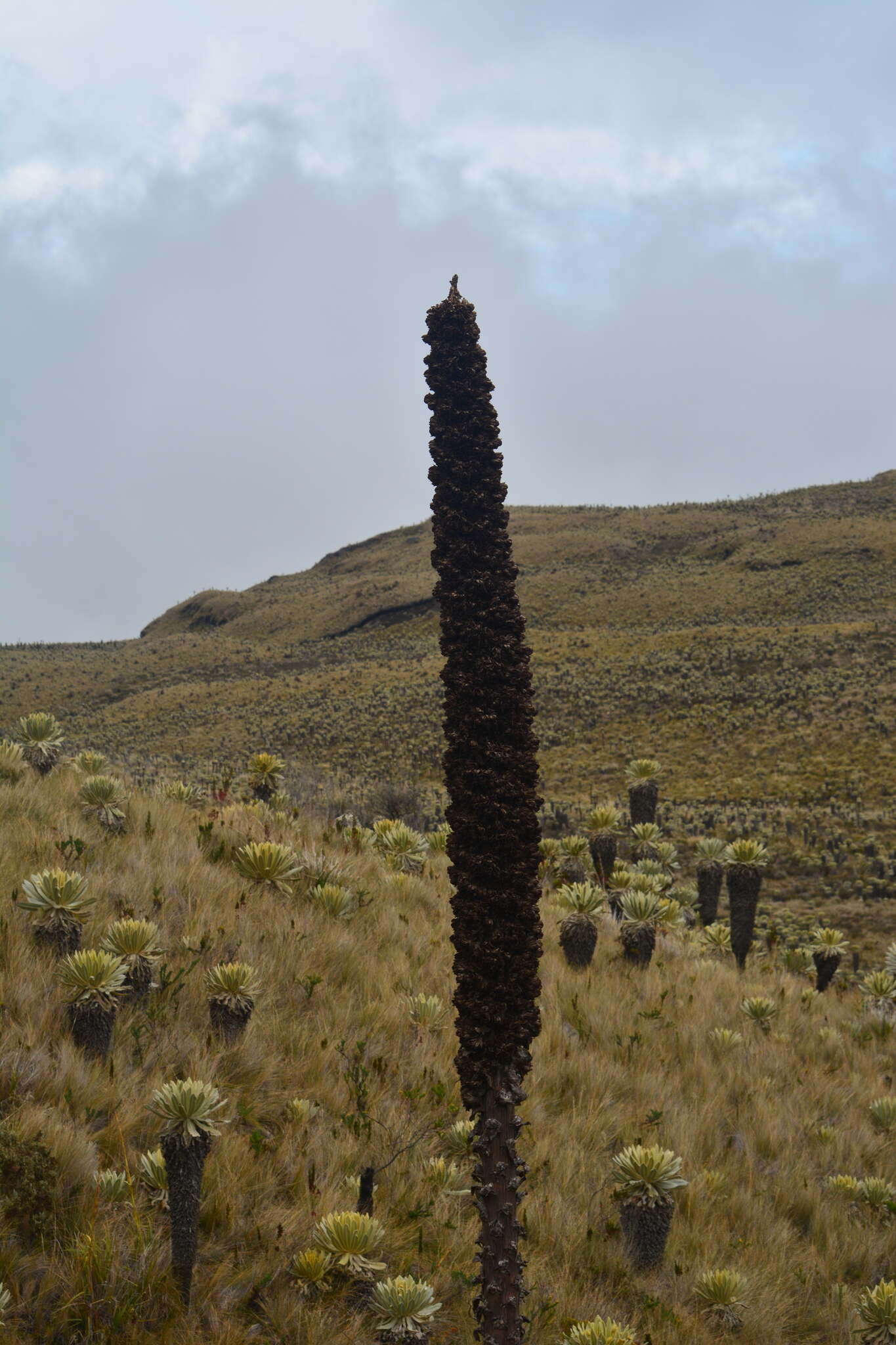 Image de Puya hamata L. B. Sm.