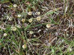 Image of Leptinella pusilla Hook. fil.