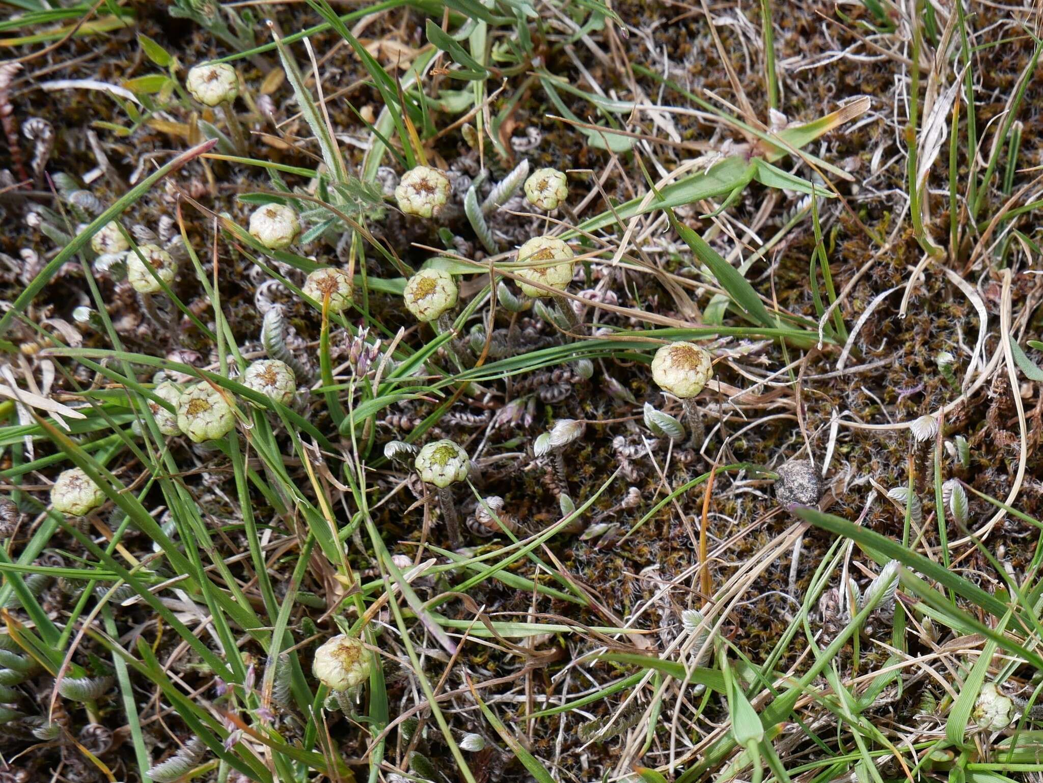 Image of Leptinella pusilla Hook. fil.