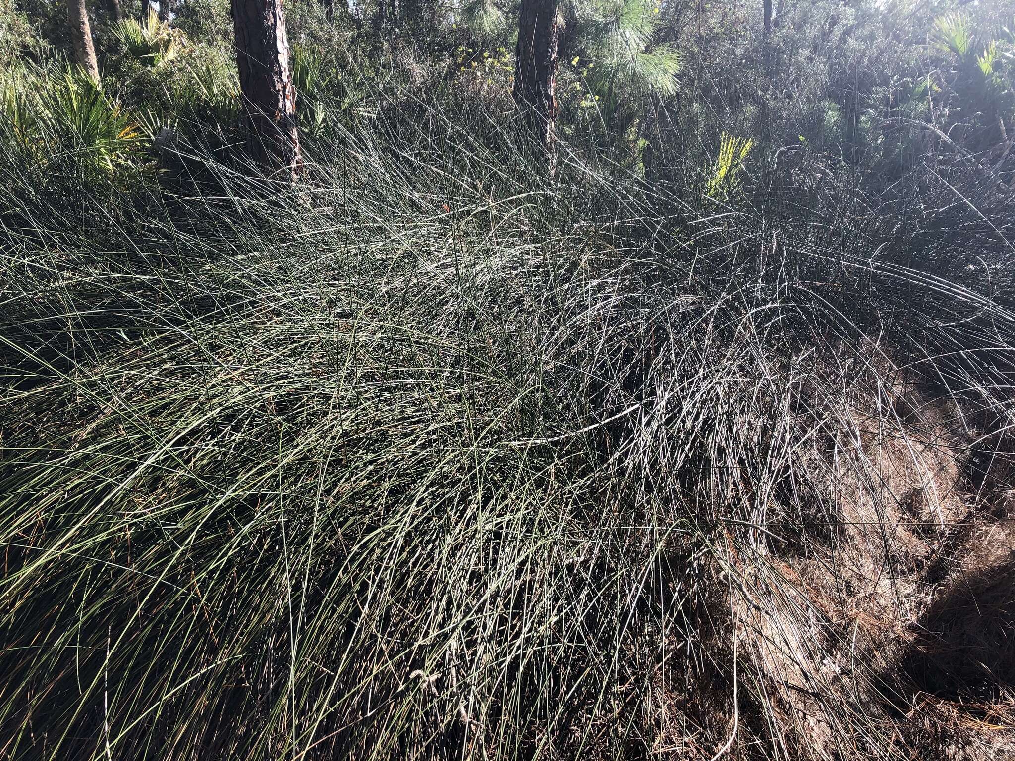 Image of needlegrass rush