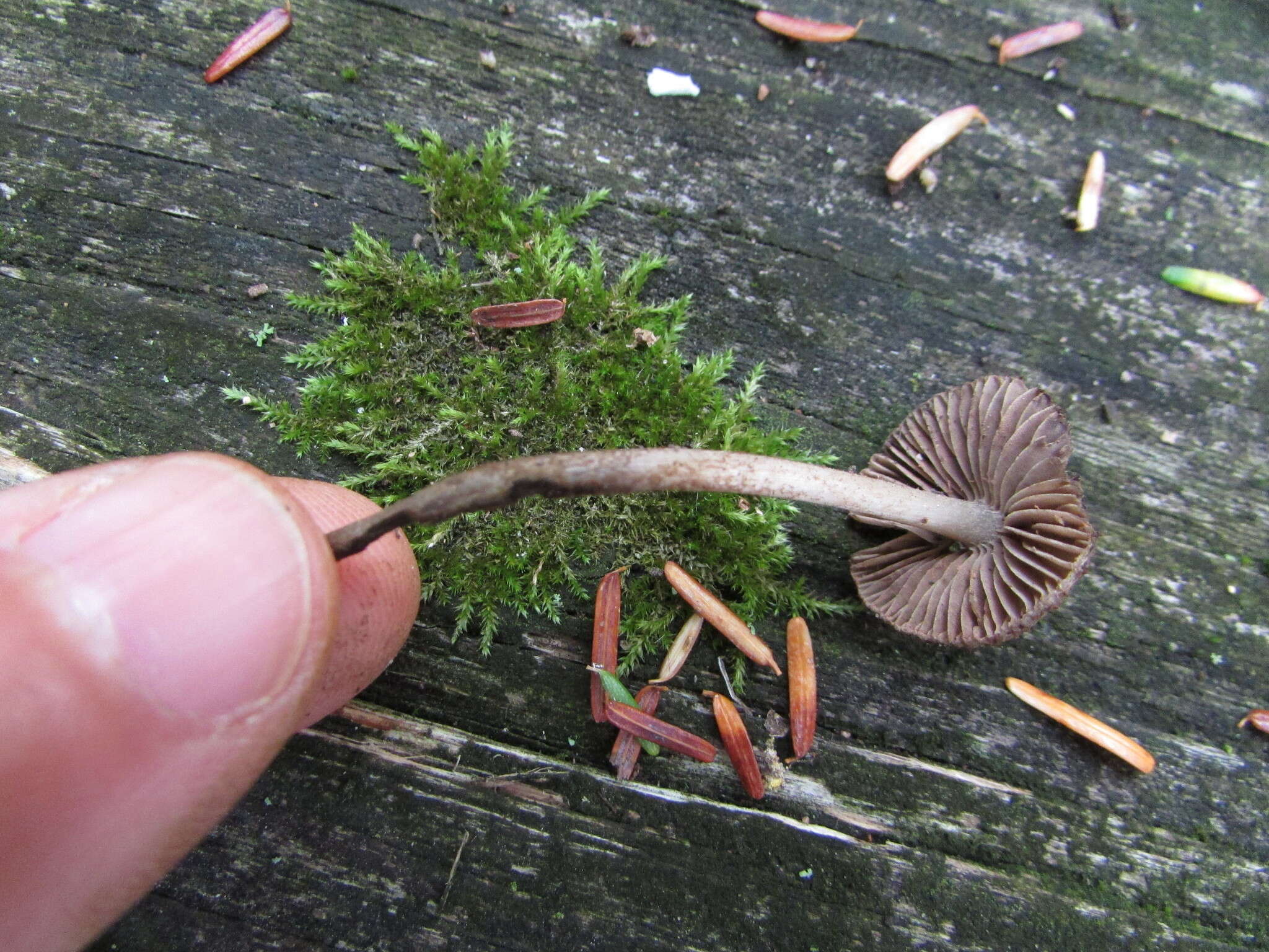 Imagem de Entoloma nodosporum (G. F. Atk.) Noordel. 1979