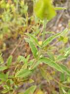 Image of Cistus obtusifolius Sweet