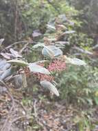 Image of Petenaea cordata Lundell