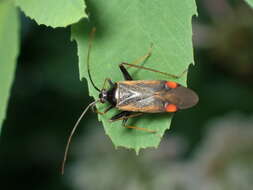 Adelphocoris seticornis (Fabricius 1775)的圖片