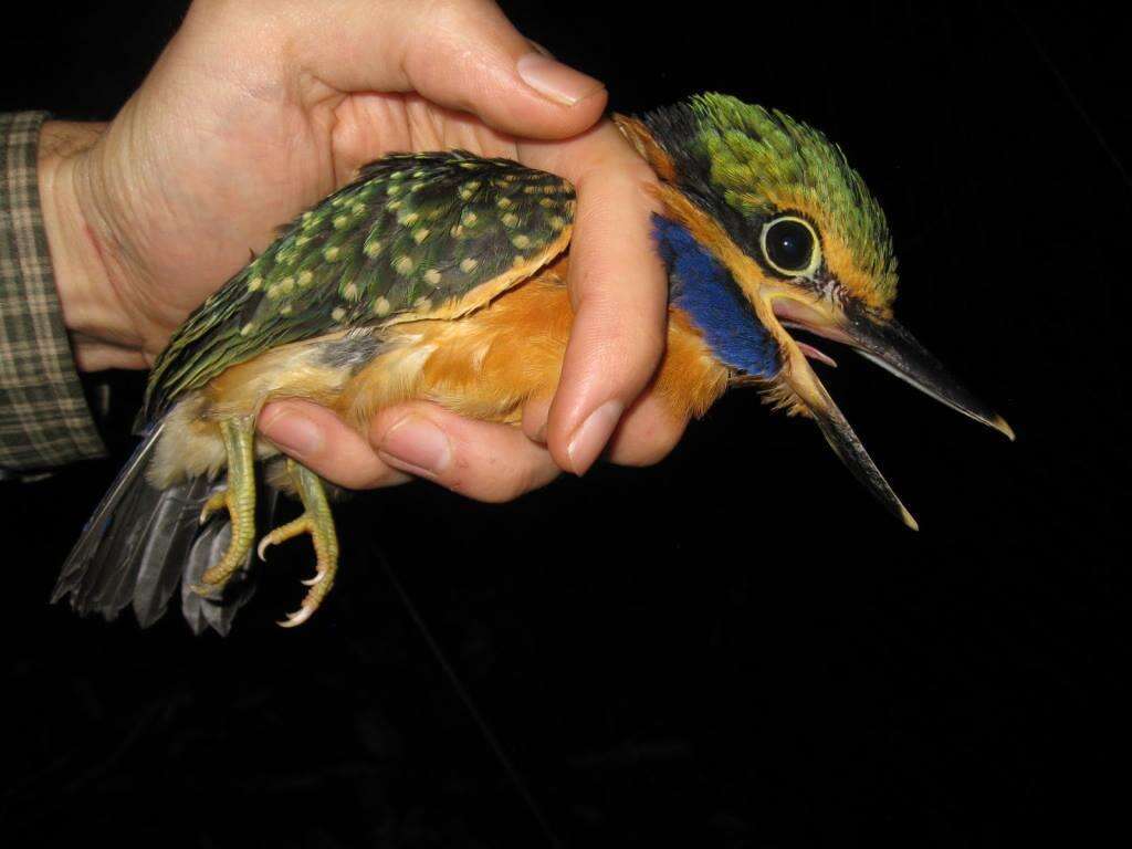 Image of Rufous collared kingfisher