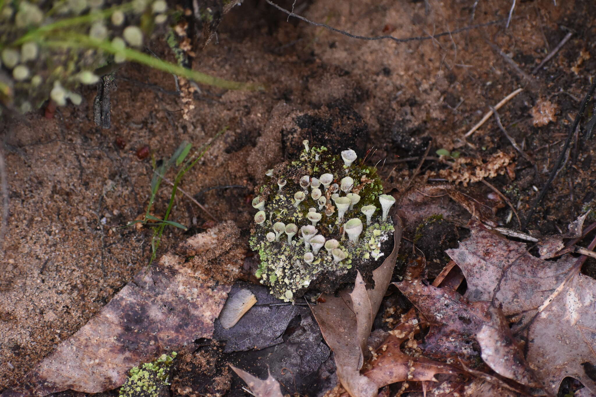 Image of cup lichen