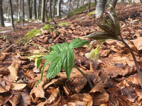 Image of Cardamine enneaphyllos (L.) Crantz