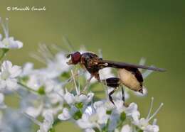 Image of Sphegina elegans Schummel 1841