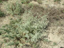 Image of tubercled saltbush