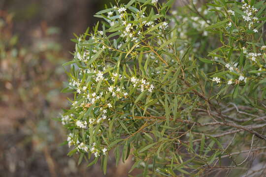 Image of Myoporum platycarpum R. Br.