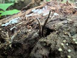 Image of Ophiocordyceps smithii (Mains) G. H. Sung, J. M. Sung, Hywel-Jones & Spatafora 2007