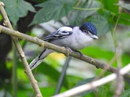 Image of Gray-collared Becard