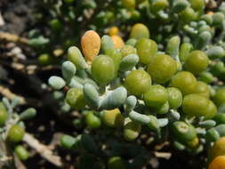 Plancia ëd Tetraena fontanesii (Webb & Berthel.) Beier & Thulin