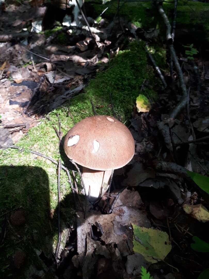 Imagem de Boletus reticulatus Schaeff. 1774