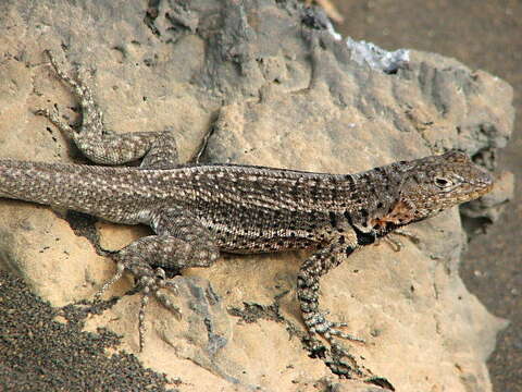 Plancia ëd Microlophus jacobii (Baur 1892)