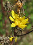 Слика од Picris hieracioides L.