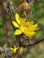 Image of hawkweed oxtongue