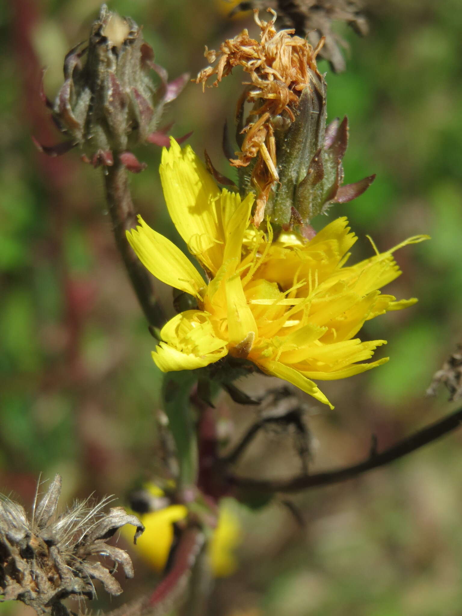 Image of hawkweed oxtongue