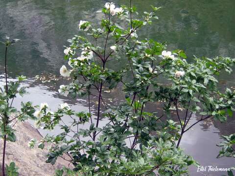 Слика од Eucryphia glutinosa (Poepp. & Endl.) Baill.