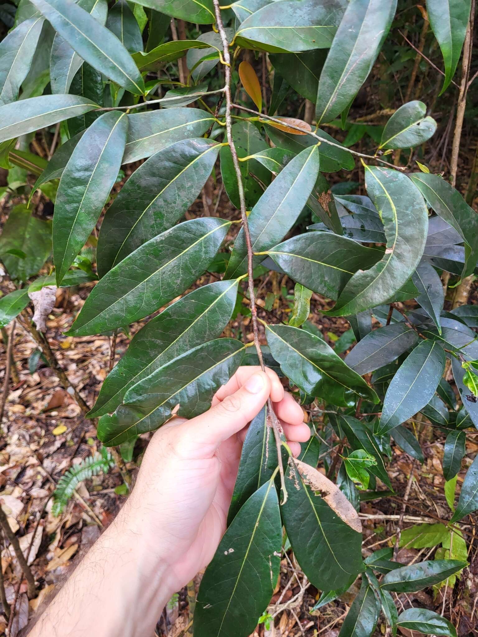 Imagem de Licaria parvifolia (Meisn.) Vattimo-Gil