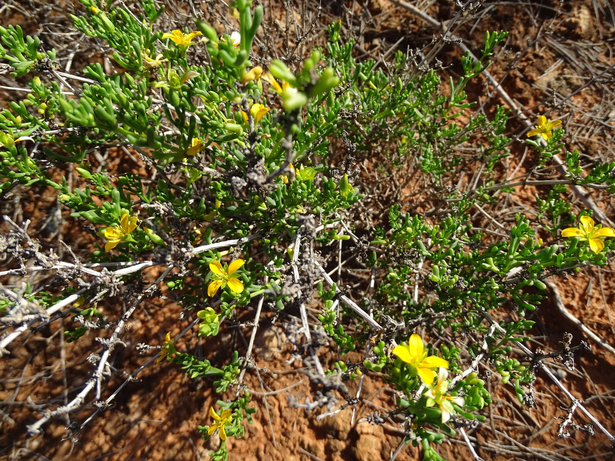 Image of Roepera aurantiaca Lindl.