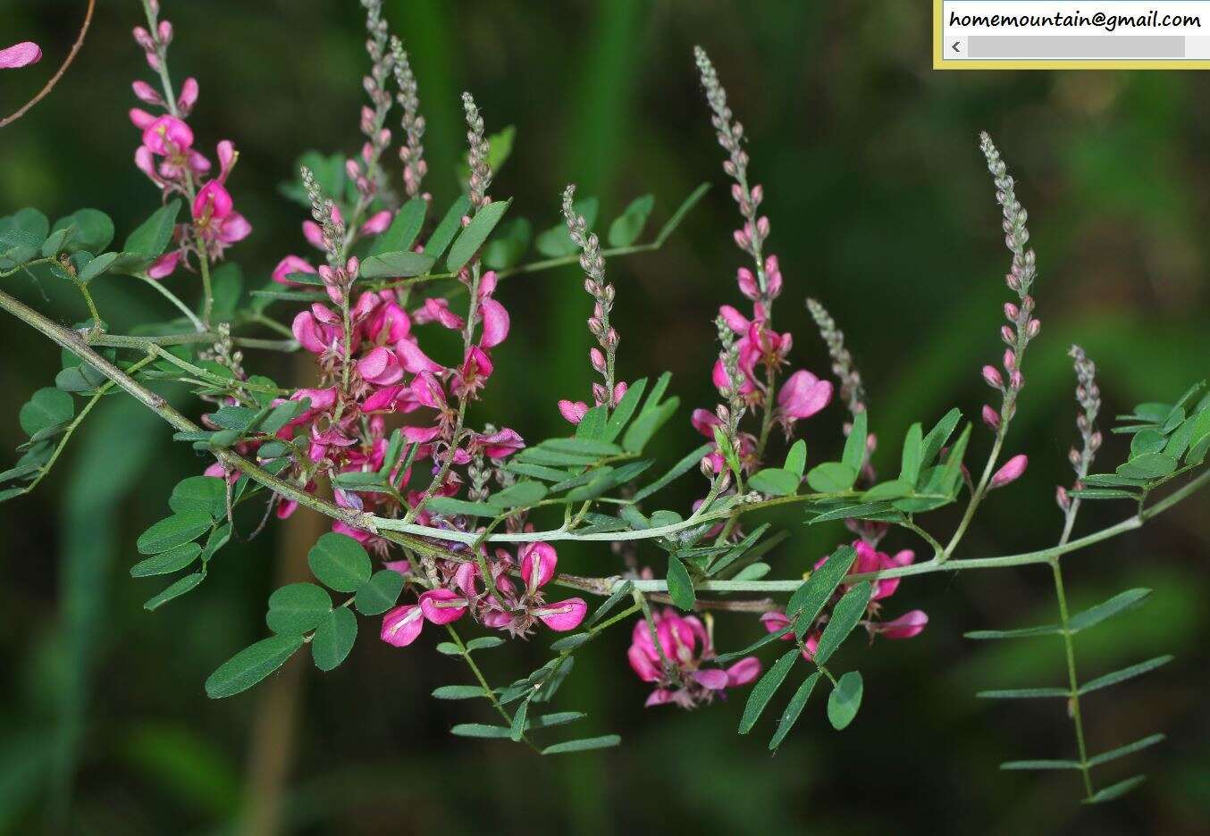 Sivun Indigofera bungeana Walp. kuva