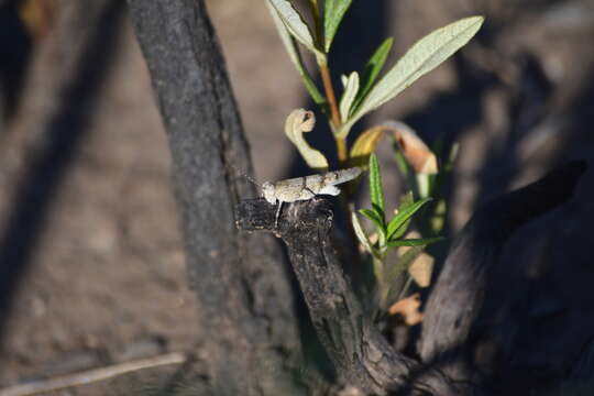 Image de Sphingonotus (Sphingonotus) lluciapomaresi (Defaut 2005)