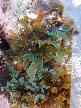 Image of Brown algae