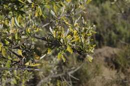 Image of Brachylaena elliptica (Thunb.) Less.