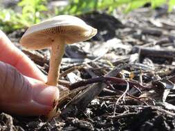 Image of Agrocybe smithii Watling & H. E. Bigelow 1983