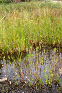 Panicum acuminatum var. densiflorum (E. L. Rand & Redfield) Lelong的圖片