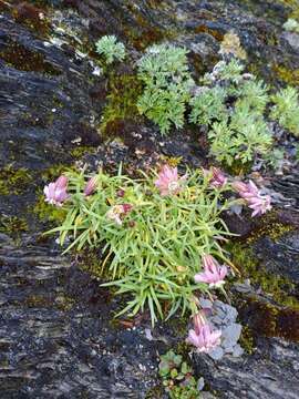 Image of Silene morrisonmontana var. morrisonmontana