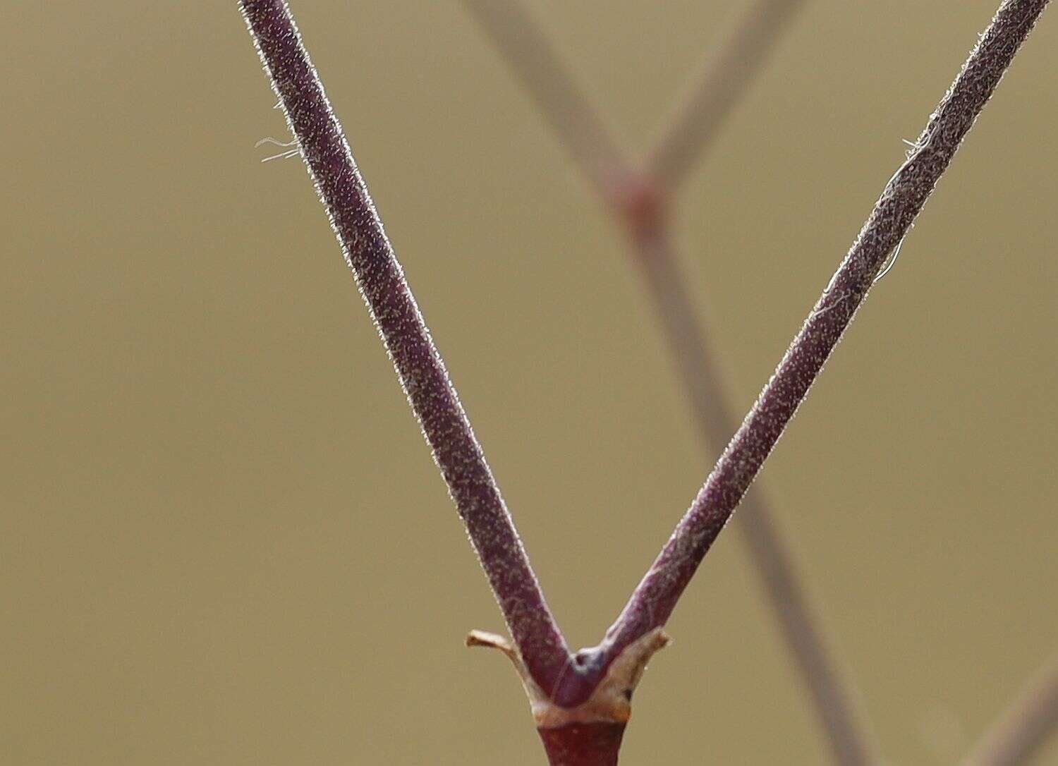 Слика од Gypsophila fastigiata L.